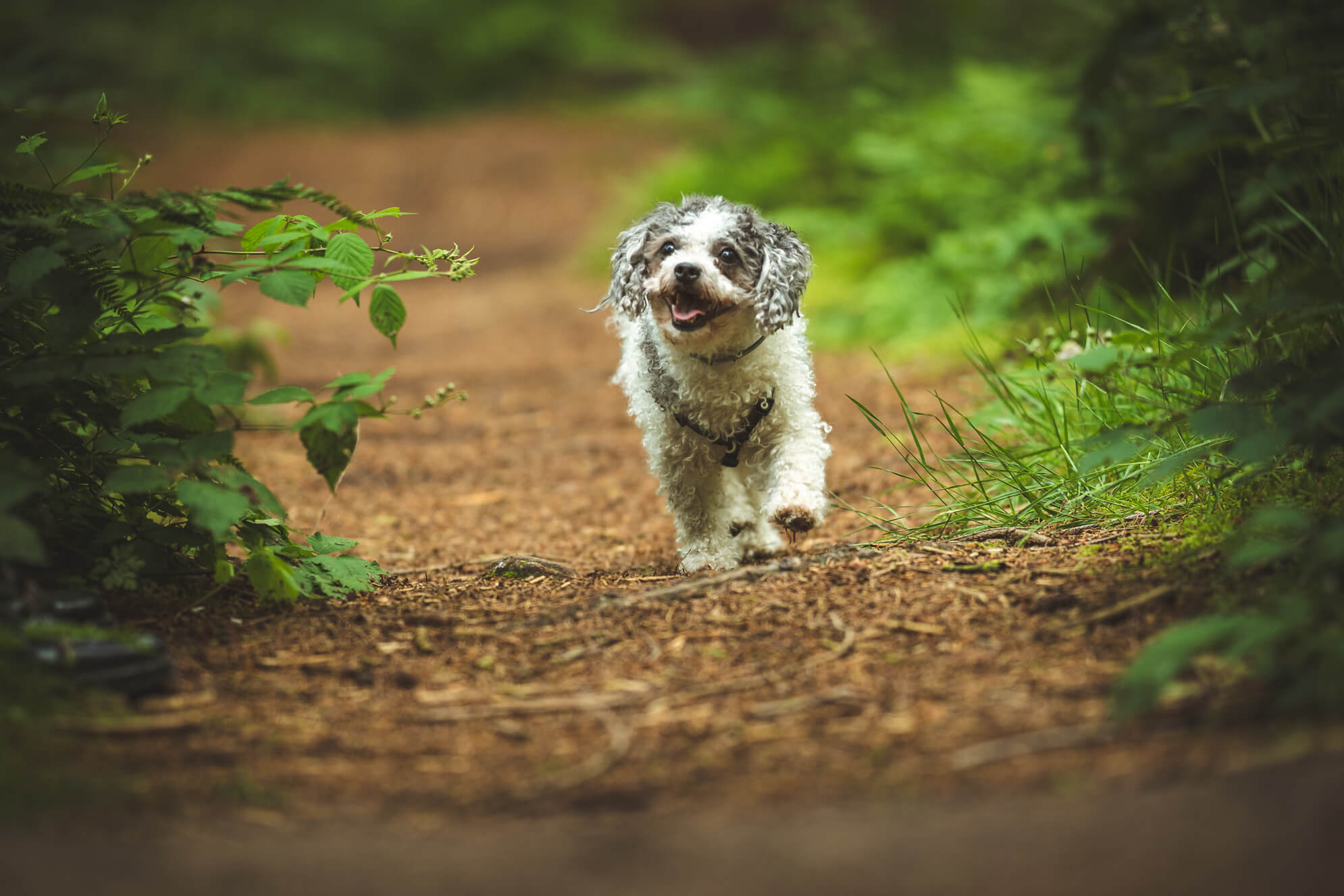 Hundefotografie Ostfriesland Leer